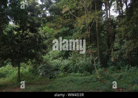 Frische Luft am Wald in Bali. Stockfoto