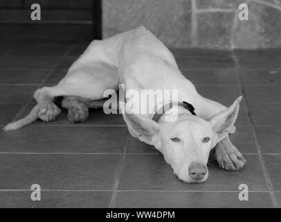 White english Greyhound easy going, müde, folgsam und ruhig layining auf braunem Stein Boden vor einem dunklen Holztür in Schwarz und Weiß Stockfoto