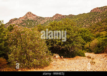 Oleander Nerium oleander in der Monte Arcosu WWF Reserve in der Nähe von Amman Sardinien Italien Stockfoto