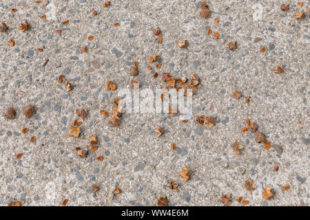 Detail an den Früchten der Buche/Fagus sylvatica auf dem Boden. Jede Stacheligen äusseren Schale enthält 2' buche Masten" (nuts) in jeder Shell. Essbar. Stockfoto