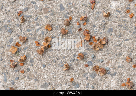 Detail an den Früchten der Buche/Fagus sylvatica auf dem Boden. Jede Stacheligen äusseren Schale enthält 2' buche Masten" (nuts) in jeder Shell. Essbar. Stockfoto
