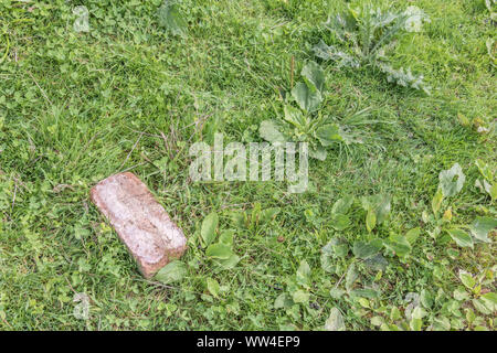 Gefallenen Backstein unter Unkraut und Gras auf Abfall Boden liegen. Unter den Unkräutern Metapher. Stockfoto