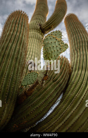 Eine massive Saguaro Kaktus nährt und schützt einen Feigenkaktus wächst seine Arme inmitten. Stockfoto