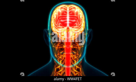 Zentrale Organ des menschlichen Nervensystems Anatomie des Gehirns Stockfoto