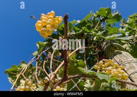 Schöne Sträuße aus weißen Trauben von unten gegen den blauen Himmel eines sonnigen Tages genommen kurz vor der Ernte Stockfoto