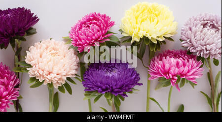 Mehrere farbenfrohe Astern Blumen auf rosa Hintergrund. Banner Format. Zusammensetzung öffnen. Stockfoto
