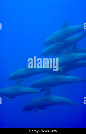 Schote von melonköpfigen Walen, Peponocephala electra, Least Concern, in der Nähe von Ambon Island, Maluku, Indonesien Stockfoto