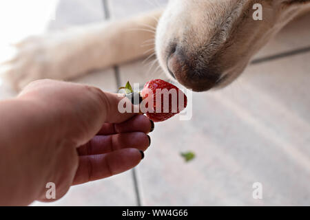 Weißer Labrador Retriever Hund essen eine Erdbeere Obst aus eigner Hand/konzeptionellen Bild des Vertrauens und der Freundschaft zwischen Hund und Mensch Stockfoto