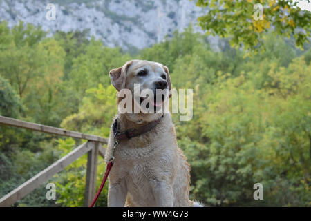Porträt der schönen gelben Labrador Retriever Hund im Wald/Tier Landschaft Natur Fotografie sitzen Stockfoto