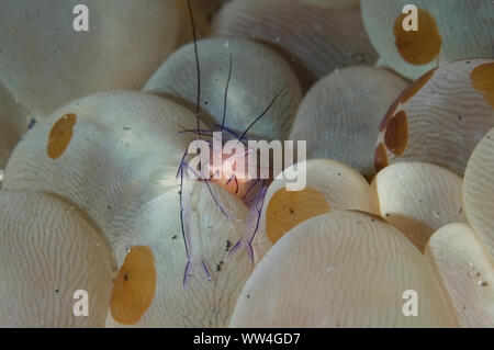 Bubble Coral Shrimp, Vir philippinensis, auf Bubble Coral, Plerogyra sinuosa, mit Acoel-Plattwürmern, Waminoa sp, TK2 Tauchplatz, Lembeh Straits Stockfoto