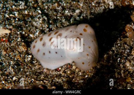 Broadclub Cuttlefish, Sepia latimanus, juvenile mit Flecken, Pantai Parigi Tauchplatz, Lembeh Straits, Sulawesi, Indonesien Stockfoto