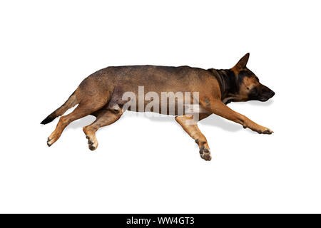 Hund schlafen legte sich auf weißen Hintergrund mit Freistellungspfad isoliert Stockfoto