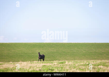 Reiten am grünen Deich in der niederländischen Provinz Friesland in den Niederlanden Stockfoto