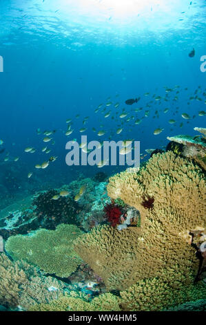 Hard Coral, Scleractinia Order, mit Sonne, Castle Rock Tauchplatz, Komodo Island, Komodo National Park, Lesser Sunda Islands, Indonesien Stockfoto