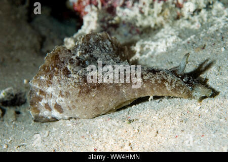 Blunt-end Sea Hare, Dolabella auricularia, Gili Lawa Darat, Komodo-Nationalpark, kleine Sunda-Inseln, Indonesien Stockfoto