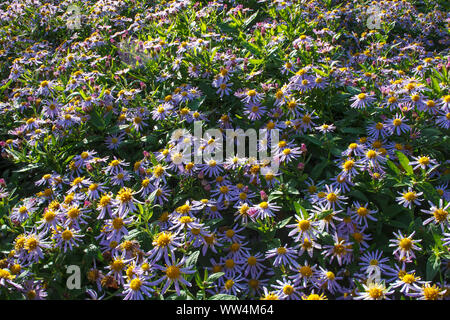 Europäische Michaelmas - Daisy (Aster amellus) im Botanischen Garten Wandsbek. Stockfoto