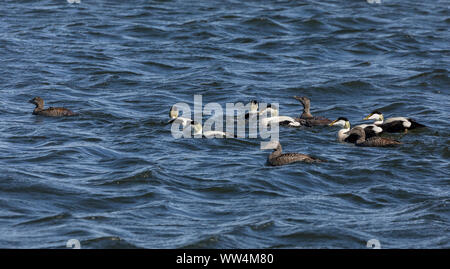 Gruppe von männlichen und weiblichen Gemeinsame Eiderenten, Somateria mollissima, im Meer während der Brutzeit. Stockfoto