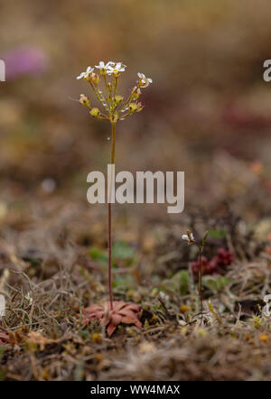 Northern Androsace, Androsace septentrionalis, in der Blume in offenen Kalkstein Grünland, Oland, Schweden. Stockfoto