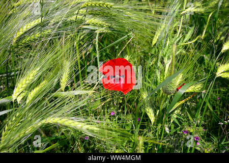 Mais Mohn (Papaver rhoeas) im gerstenfeld im Kirchwerder Wiesen in Hamburg, Deutschland, Europa Stockfoto