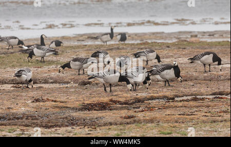 Nonnengänse, Branta leucopsis, auf Migration durch Oland in Westsibirien im Frühjahr. Stockfoto