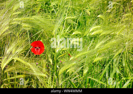 Mohn (Papaver rhoeas) im gerstenfeld im Kirchwerder Wiesen in Hamburg, Deutschland, Europa Stockfoto