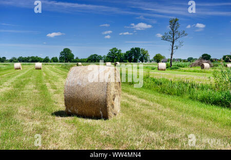 Heuballen im Naturschutzgebiet Kirchwerder Wiesen in Hamburg, Deutschland, Europa Stockfoto