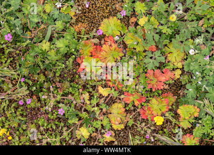 Dove's-foot Crane's-Bill, Geranium Molle, und andere Blumen in trockenem Kalkmagerrasen. Stockfoto