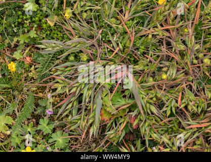 Weniger weiche Trespe, Kohlrübe hordeaceus ssp. thominei, in der Blume in sandigen Küsten Grasland. Stockfoto