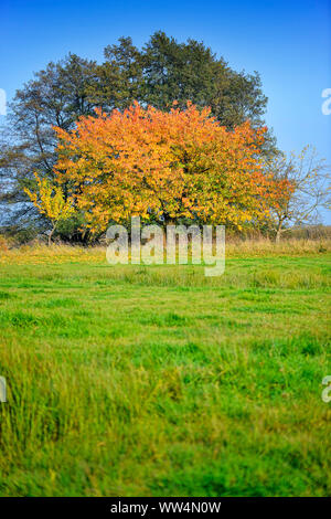 Herbstlich gefärbten Bäumen im Naturschutzgebiet Kirchwerder Wiesen, Hamburg, Deutschland, Europa Stockfoto