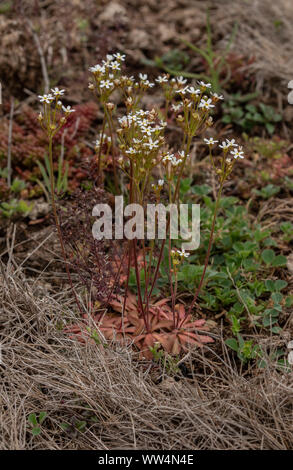 Northern Androsace, Androsace septentrionalis, in der Blume in offenen Kalkstein Grünland, Oland, Schweden. Stockfoto