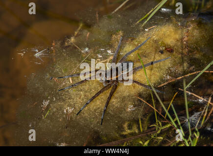 Große floss Spinne, fen floss Spinne, Dolomedes plantarius, auf Teich Rand, Oland, Schweden. Stockfoto