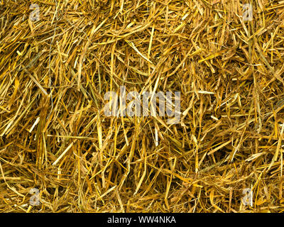 Nahaufnahme Textur von gelben trockenes Stroh Stockfoto