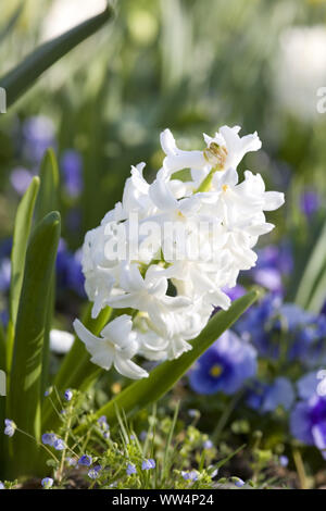 Weiße Hyazinthen im Blumenbeet Stockfoto