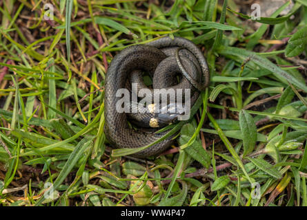 Junge Ringelnatter, Natrix natrix in der Nähe von Feuchtgebieten im Frühjahr. Stockfoto