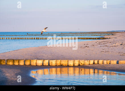 Buhnen am Strand der Ostsee in Prerow, DarÃŸ, Fischland-Darß-Zingst, Mecklenburg-Vorpommern, Deutschland Stockfoto