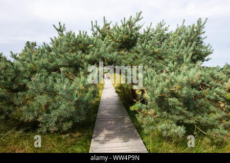 Promenade mit Pine Tree an der Ostseeküste, DarÃŸer Ort in der Nähe von Prerow, DarÃŸ, Fischland-Darß-Zingst, Nationalpark Vorpommersche Boddenlandschaft, Mecklenburg-Vorpommern, Deutschland Stockfoto