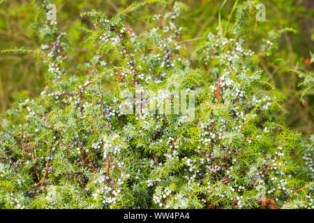 Gemeinsame Wacholderbeeren (Juniperus communis) mit Beeren, DarÃŸ, Fischland-Darß-Zingst, Nationalpark Vorpommersche Boddenlandschaft, Mecklenburg-Vorpommern, Deutschland Stockfoto