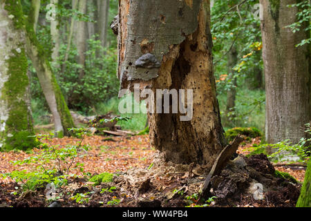 Morschen Baumstamm Rotbuche (Fagus sylvatica), DarÃŸer DarÃŸwald, Wald, DarÃŸ, Fischland-Darß-Zingst, Nationalpark Vorpommersche Boddenlandschaft, Mecklenburg-Vorpommern, Deutschland Stockfoto