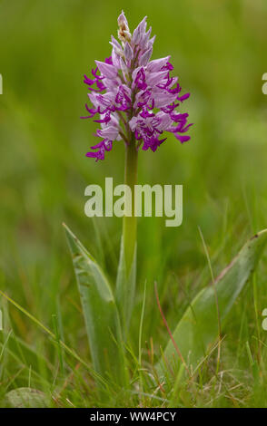 Helm-knabenkraut, Orchis militaris, in der Blume in Kalkmagerrasen. UK Rarität. Stockfoto