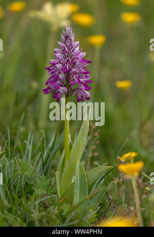 Helm-knabenkraut, Orchis militaris, in der Blume in Kalkmagerrasen. UK Rarität. Stockfoto