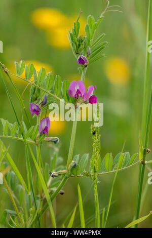 Gemeinsame Vetch, Vicia sativa ssp. segetalis, Stockfoto