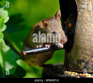 Haus Maus auf der Suche nach Essen in städtischen Haus Garten. Stockfoto