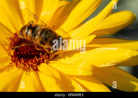 Dronefly (Eristalis Tenax) auf gelbe Blume Stockfoto