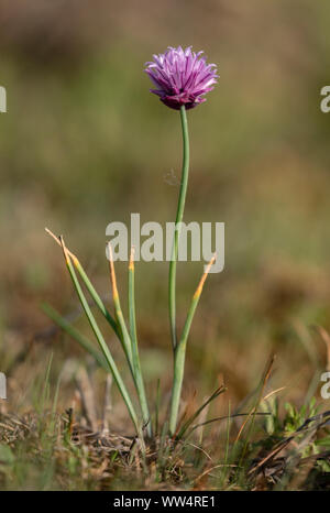 Wilden Schnittlauch, Allium schoenoprasum, in feuchtem Kalkstein Grünland, Oland, Schweden. Stockfoto