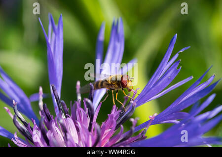 Epistrophe Hoverfly (sp) auf der Blüte der beständigen Kornblume (Centaurea montana), Chiemgauer Alpen, Oberbayern, Bayern, Deutschland Stockfoto