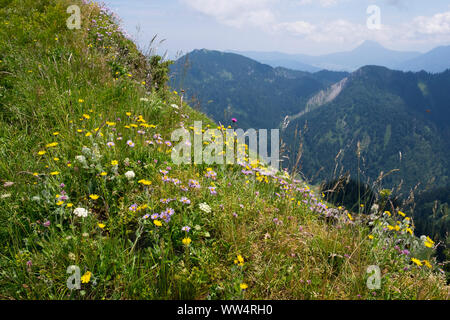 Berg Blumenwiese auf Hochgern, Zottiges Habichtskraut (Hieracium villosum) und alpine Aster (Aster alpinus), Chiemgauer Alpen, Oberbayern, Bayern, Deutschland Stockfoto