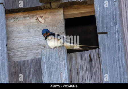 Rauchschwalbe, Hirundo rustica, am Eingang zu seinem Nest Scheune. Feder. Stockfoto