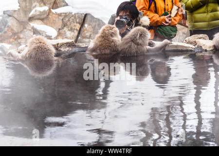 Ein Fotograf nimmt Bild von bating Schnee Affen (makaken), in der Nähe der Kante des Hot Spring Pool bei Snow Monkey Park, Nagano, Japan. Stockfoto