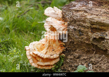 Schwefel polypore Pilze Huhn der Hölzer Laetiporus sulfureus groß Cremig gelbe Ebenen mit Rüschen zerzauste Kanten Kaskade nach unten aus Rottingprotokoll Stockfoto