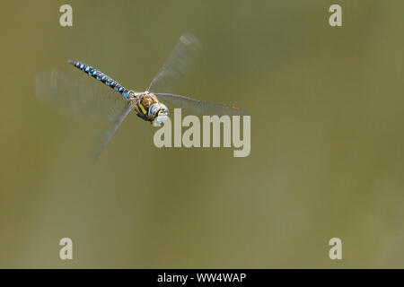 Libelle schwebt gelbe diagonale Streifen auf Braun thorax Abdomen schwarz mit blauen Markierungen, und die großen blauen und schwarzen Facettenaugen orange Flügel vor Ort Stockfoto